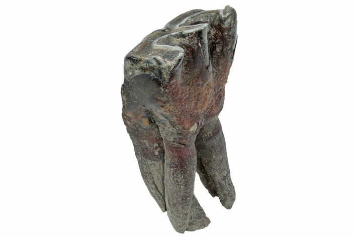 Fossil Woolly Rhino (Coelodonta) Tooth - Siberia #225179